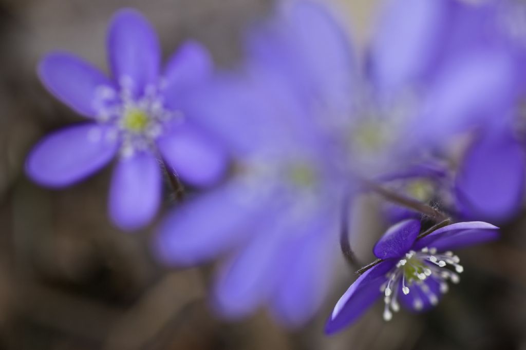Anemone hepatica